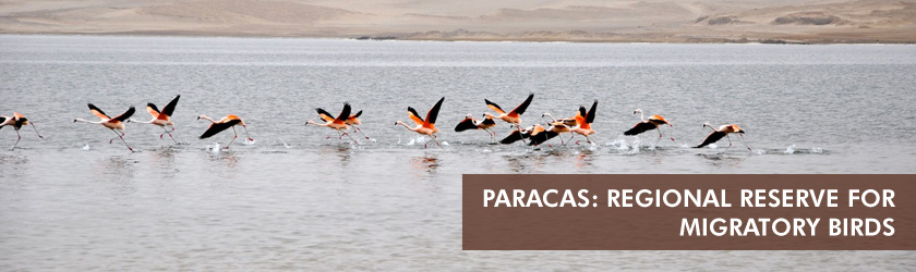 Paracas: regional reserve for migratory birds